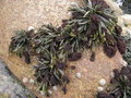 vignette Polysiphonia lanosa sur Ascophyllum nodosum