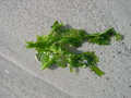 vignette Ulva lactuca = Ulva lactucarfolia = Ulva fenestrata = Ulva stipitata = Ulva crassa, laitue de mer, salade de mer, mare verte