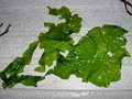 vignette Ulva lactuca = Ulva lactucarfolia = Ulva fenestrata = Ulva stipitata = Ulva crassa, laitue de mer, salade de mer, mare verte