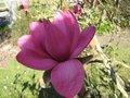 vignette Magnolia vulcan fleur1 au 18 03 09