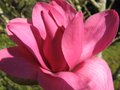 vignette Magnolia vulcan fleur2 au 18 03 09