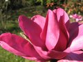 vignette Magnolia vulcan fleur3 au 18 03 09