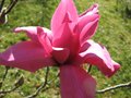 vignette Magnolia vulcan fleur4 au 18 03 09