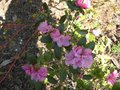 vignette Rhododendron dauricum lake bakal au 18 03 09