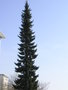 vignette Picea omorika