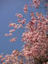 vignette Prunus x subhirtella 'Pendula'