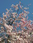 vignette Prunus x subhirtella