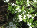 vignette Spiraea arguta au 19 03 09