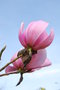 vignette Magnolia campbellii var. mollicomata 'Sidbury'
