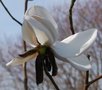 vignette Magnolia campbellii var. campbellii f. alba 'Ethel Hillier'