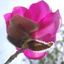 vignette Magnolia campbellii var. mollicomata 'Lanarth'