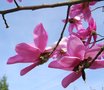 vignette Magnolia campbellii var. campbellii 'Hendricks Park'