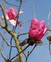 vignette Magnolia campbellii var. mollicomata 'Wakehurst'