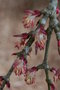 vignette Cercidiphyllum japonicum 'Pendulum'