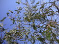 vignette Eucalyptus pulverulenta