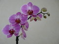 vignette Phalaenopsis