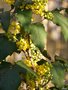 vignette Mahonia aquifolium (20.03.09)