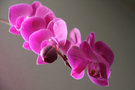 vignette phalaenopsis survivor fleurissant
