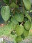 vignette Hoya polystachya ou Hoya macrophylla
