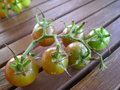 vignette tomates