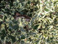 vignette Ilex aquifolium 'Ferox Argentea'