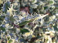 vignette Ilex aquifolium 'Ferox Argentea'