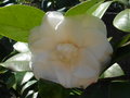 vignette Camellia japonica 'Zoraide Vanzi'