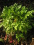 vignette Geranium palmatum - Geranium des Canaries
