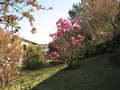vignette Magnolia vulcan vue large au 22 03 09