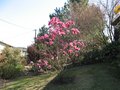 vignette Magnolia vulcan au 22 03 09