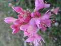 vignette rhododendron pubescens au 22 03 09