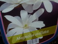 vignette magnolia