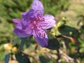 vignette Rhododendron blue tit au 22 03 09