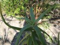 vignette Aloe striatula au 22 03 09