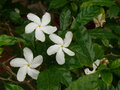 vignette Tabernaemontana divaricata, Rp. Dominicaine