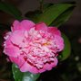 vignette Camellia japonica (non dnomm)