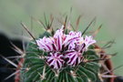 vignette Echinofossulocactus lamellosus = Stenocactus