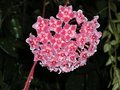 vignette Hoya pubicalyx ssp. silver pink 5