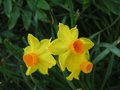 vignette Narcissus tazetta 'Grand soleil d'Or'