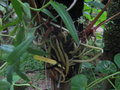 vignette Hedychium horsfieldii