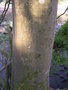 vignette Fraxinus excelsior, frne commun, tronc de 2.50 m. de circonfrence