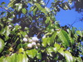 vignette Azara uruguayensis