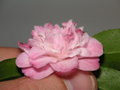vignette Camellia maliflora
