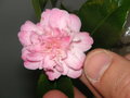 vignette Camellia maliflora