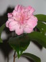 vignette Camellia miniature - Camellia maliflora