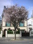 vignette Prunus hillieri 'Spire'  - Cerisier rue du Professeur Langevin  Brest