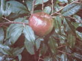 vignette Camellia yunnanensis