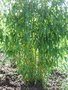 vignette Bambou Phyllostachys bambusoides 