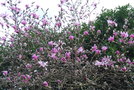 vignette Magnolia kobus var. stellata 'Rubra'