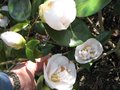 vignette Camelia japonica Mrs D W Davies au 24 03 09